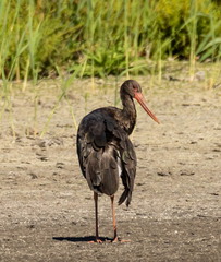 Cigogne noire Ciconia nigra Black Stork