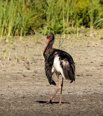 Cigogne noire Ciconia nigra Black Stork