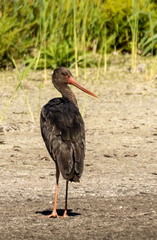 Cigogne noire Ciconia nigra Black Stork