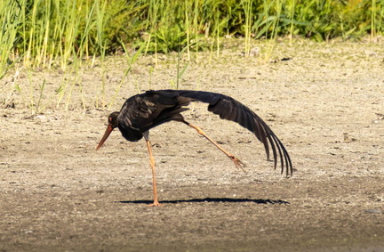 Cigogne noire Ciconia nigra Black Stork