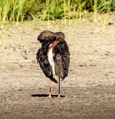 Cigogne noire Ciconia nigra Black Stork