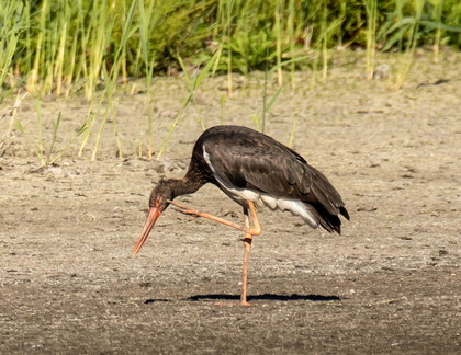 Cigogne noire Ciconia nigra Black Stork