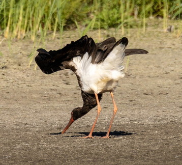 Cigogne noire Ciconia nigra Black Stork
