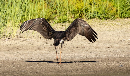 Cigogne noire Ciconia nigra Black Stork