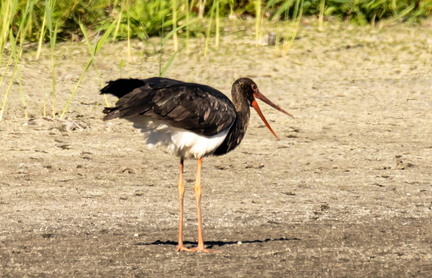 Cigogne noire Ciconia nigra Black Stork