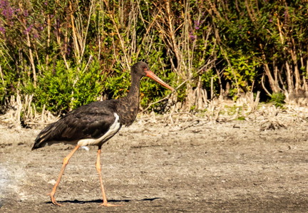 Cigogne noire Ciconia nigra Black Stork