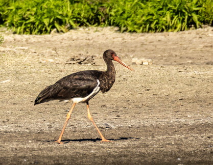 Cigogne noire Ciconia nigra Black Stork