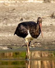 Cigogne noire Ciconia nigra Black Stork