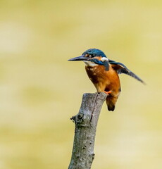 Martin-pêcheur d'Europe Alcedo atthis - Common Kingfisher