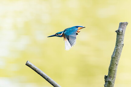 Martin-pêcheur d'Europe Alcedo atthis - Common Kingfisher