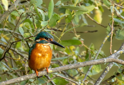 Martin-pêcheur d'Europe Alcedo atthis - Common Kingfisher