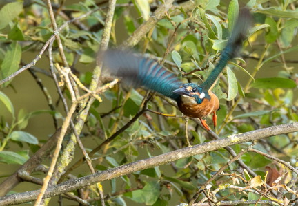 Martin-pêcheur d'Europe Alcedo atthis - Common Kingfisher