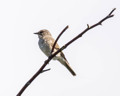  Gobemouche gris Muscicapa striata Spotted Flycatcher