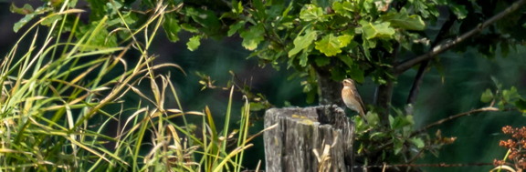  Tarier des prés Saxicola rubetra Whinchat
