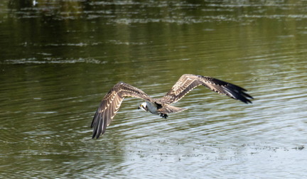 Balbuzard pêcheur Pandion haliaetus - Osprey