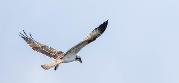 Balbuzard pêcheur Pandion haliaetus - Osprey