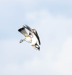 Balbuzard pêcheur Pandion haliaetus - Osprey
