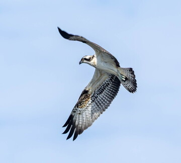 Balbuzard pêcheur Pandion haliaetus - Osprey