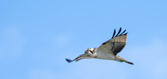 Balbuzard pêcheur Pandion haliaetus - Osprey
