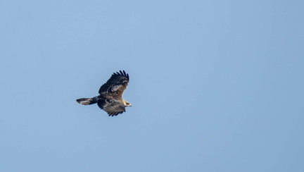 Bondrée apivore Pernis apivorus - European Honey Buzzard