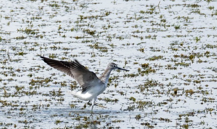  Chevalier aboyeur Tringa nebularia - Common Greenshank