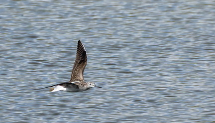  Chevalier aboyeur Tringa nebularia - Common Greenshank