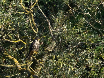 Faucon hobereau Falco subbuteo - Eurasian Hobby