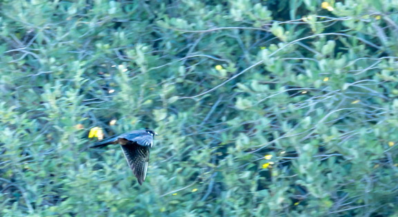 Faucon hobereau Falco subbuteo - Eurasian Hobby