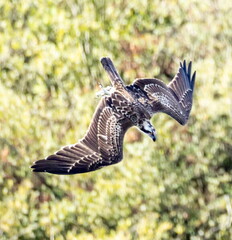 Balbuzard pêcheur Pandion haliaetus - Osprey