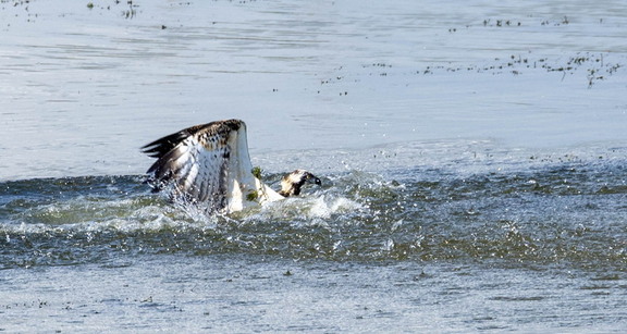 Balbuzard pêcheur Pandion haliaetus - Osprey