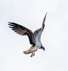 Balbuzard pêcheur Pandion haliaetus - Osprey2J8A2439-2