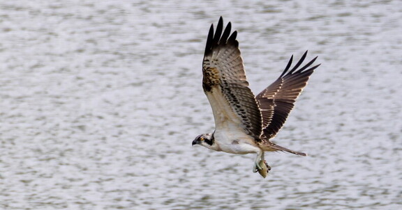 Balbuzard pêcheur Pandion haliaetus - Osprey
