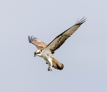 Balbuzard pêcheur Pandion haliaetus - Osprey