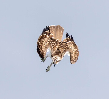 Balbuzard pêcheur Pandion haliaetus - Osprey