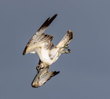 Balbuzard pêcheur Pandion haliaetus - Osprey