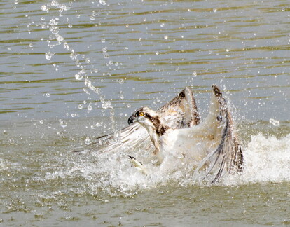 Balbuzard pêcheur Pandion haliaetus - Osprey