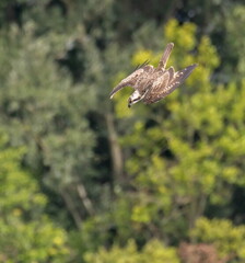 Balbuzard pêcheur Pandion haliaetus - Osprey