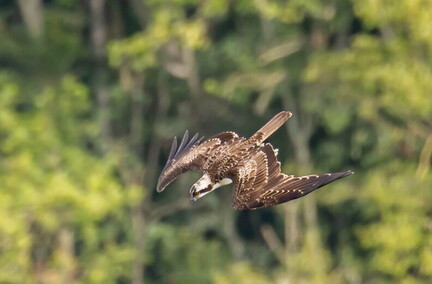 Balbuzard pêcheur Pandion haliaetus - Osprey