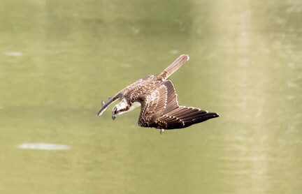 Balbuzard pêcheur Pandion haliaetus - Osprey