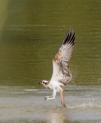 Balbuzard pêcheur Pandion haliaetus - Osprey