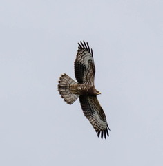 Bondrée apivore Pernis apivorus - European Honey Buzzard
