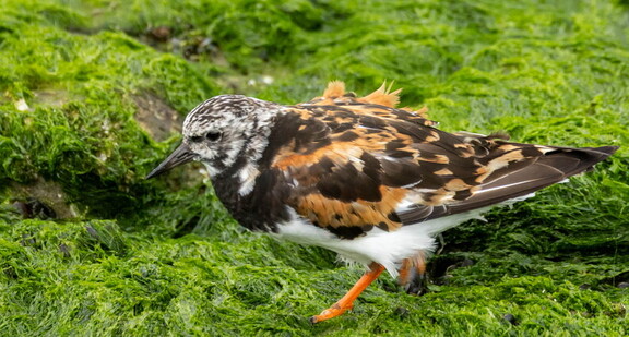  Tournepierre à collier Arenaria interpres Ruddy Turnstone