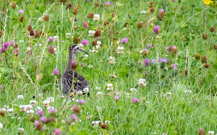  Courlis corlieu Numenius phaeopus Eurasian Whimbrel