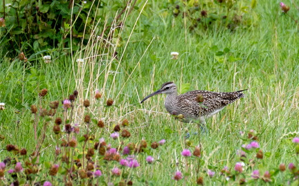  Courlis corlieu Numenius phaeopus Eurasian Whimbrel