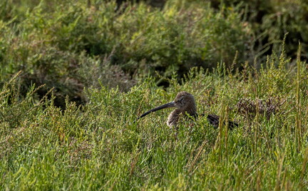 Courlis cendré Numenius arquata Eurasian Curlew
