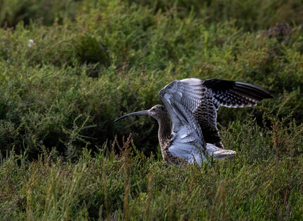  Courlis cendré Numenius arquata Eurasian Curlew