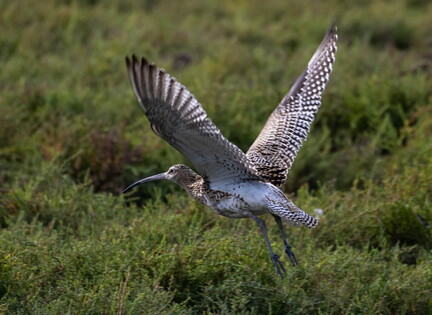  Courlis cendré Numenius arquata Eurasian Curlew
