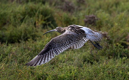 Courlis cendré Numenius arquata Eurasian Curlew