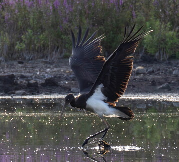  Cigogne noire Ciconia nigra Black Stork