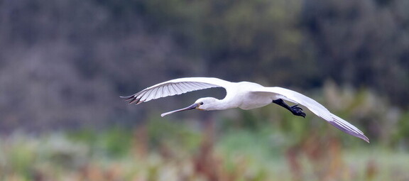  Spatule blanche Platalea leucorodia Eurasian Spoonbill